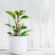potted peperomia obtusifolia variegata, variegated baby rubber plant or radiator plant houseplant over a rustic wood table with free space for text