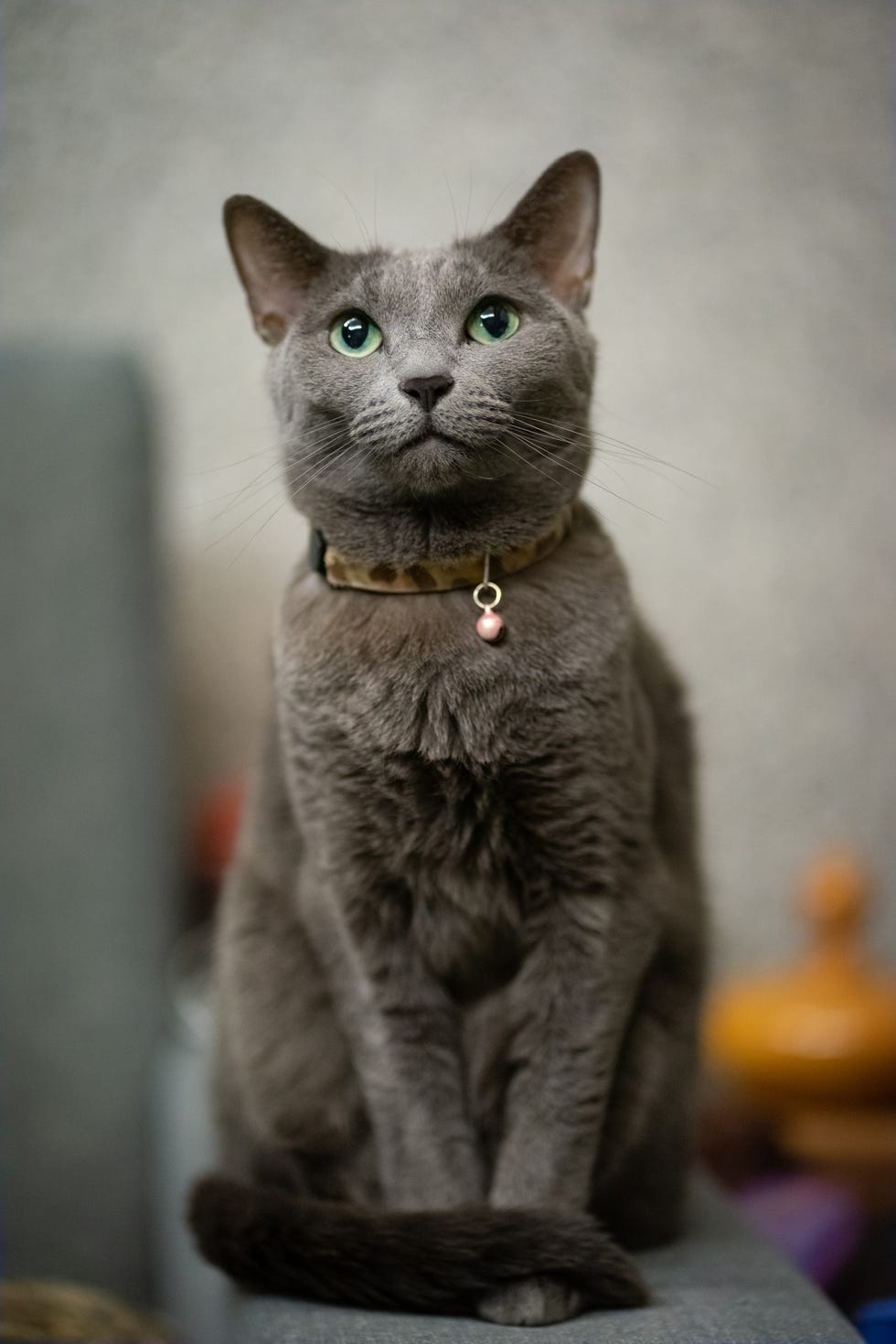 los gatos azules rusos son buenos para los perros