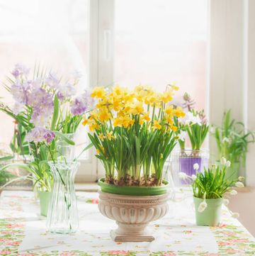 spring still life with various springtime flowers in pots and vases yellow daffodils and purple hyacinths, on table at sunny window domestic life