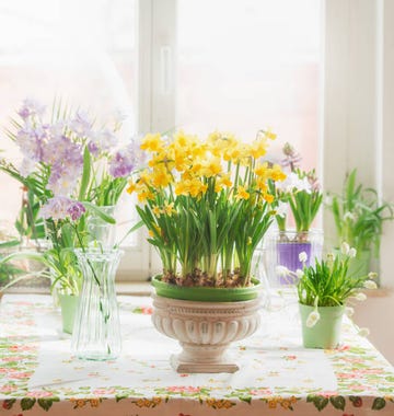 flores de primavera