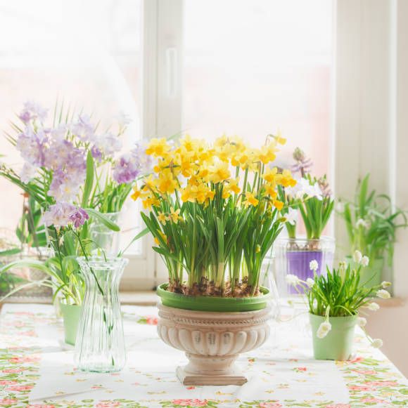 spring still life with various springtime flowers in pots and vases yellow daffodils and purple hyacinths, on table at sunny window domestic life