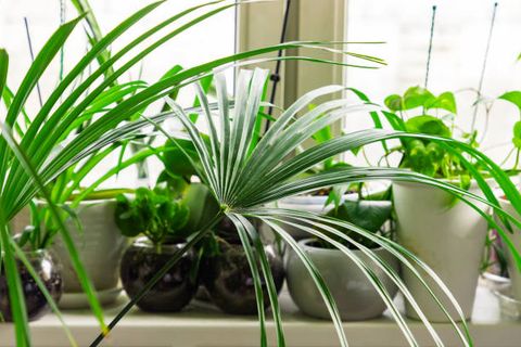green tropical houseplants and home flowers in flowerpots on windowsill indoor greenhouse home gardening concept home interior decoration