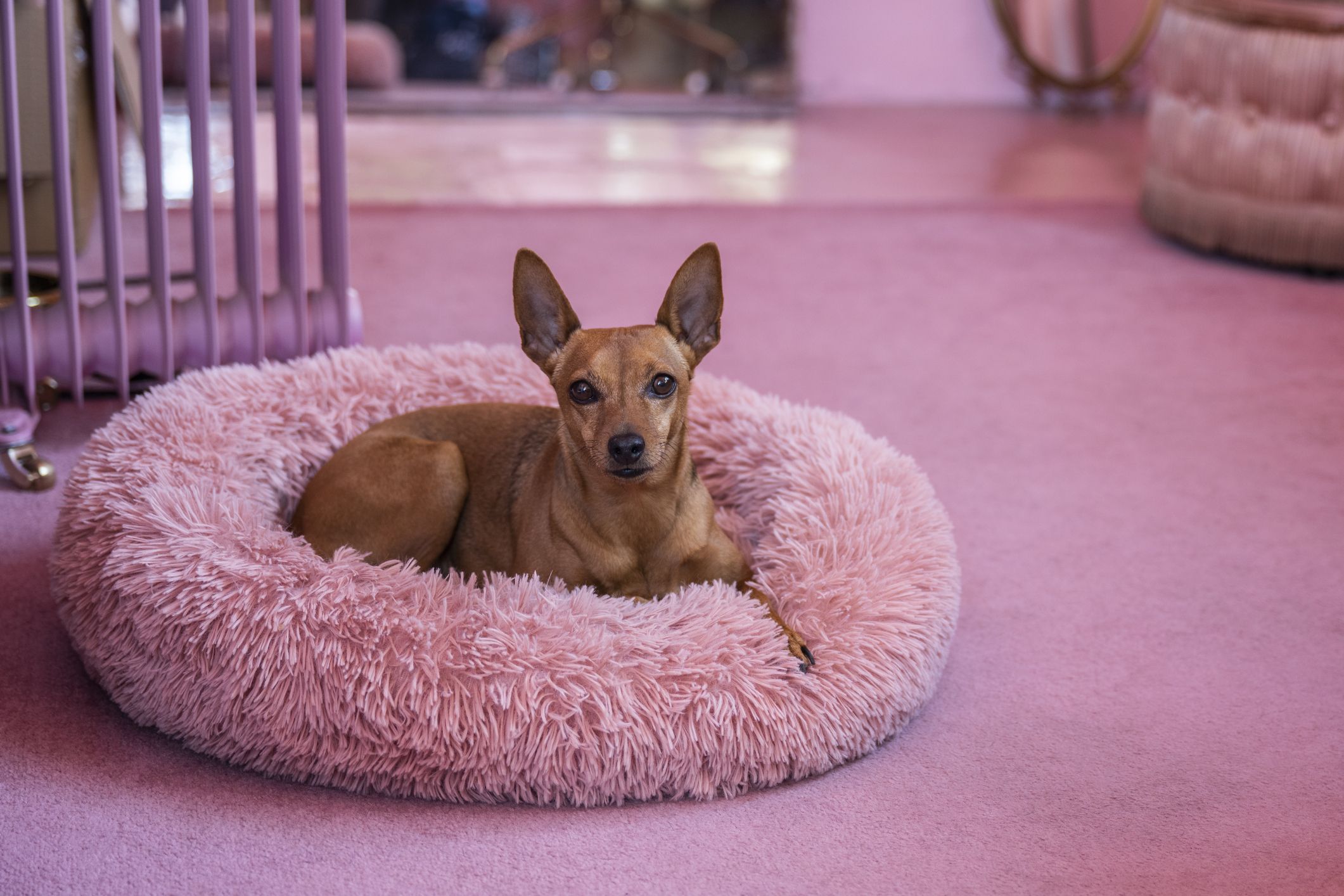 2022年最新】犬用ベッドのおすすめ30選。愛犬に合うベッドの選び方も紹介！