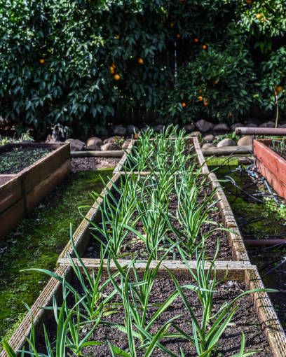 raised beds of garlic growing in winter garden in northern california
