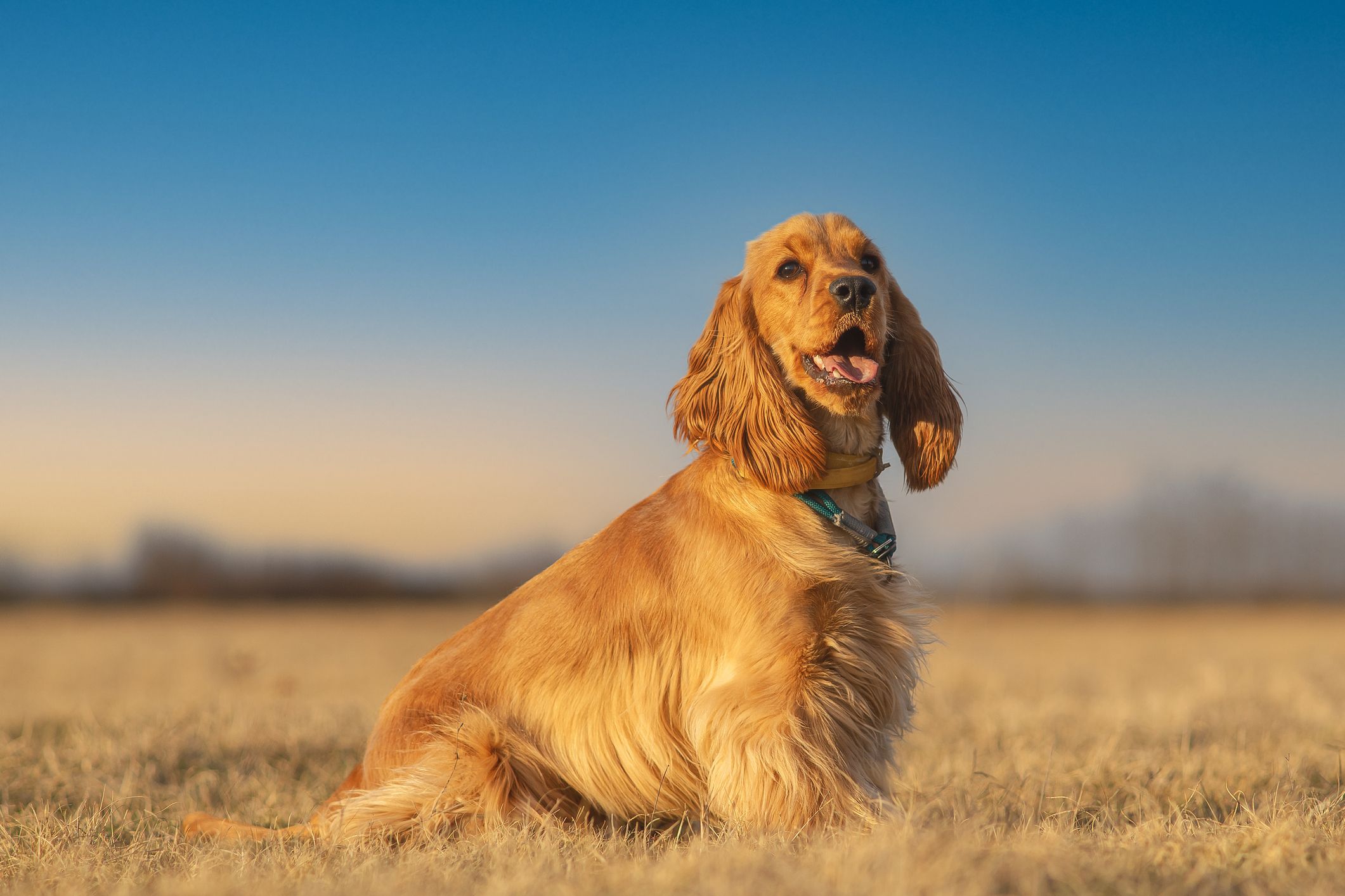 son los cocker spaniels buenos perros de senderismo