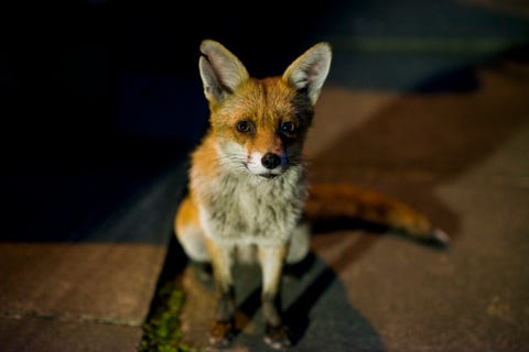 an urban fox lit up by a street light in london