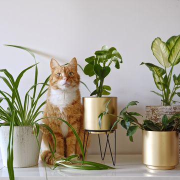 ginger cat sitting near a set of green potted houseplants peperomia, spider plant, dieffenbachia on white wall background at home growing indoor plants, urban jungle
