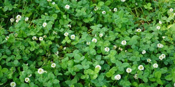How to Plant a Clover Lawn According to the Yardzen Experts 2023