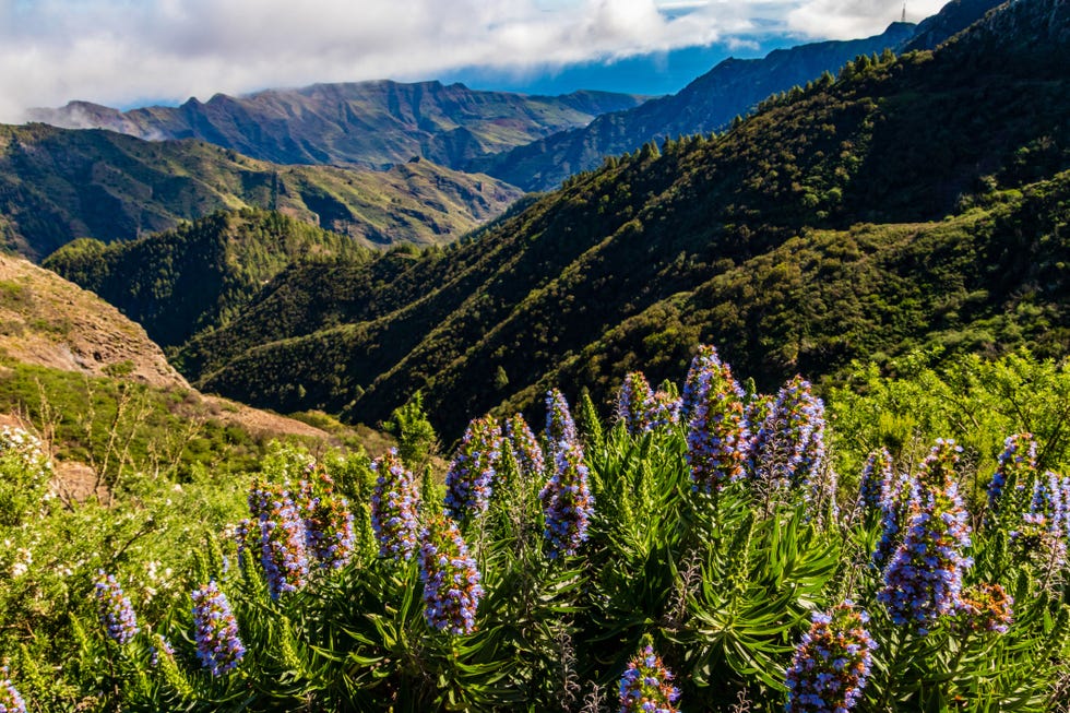 parque nacional de garajonay