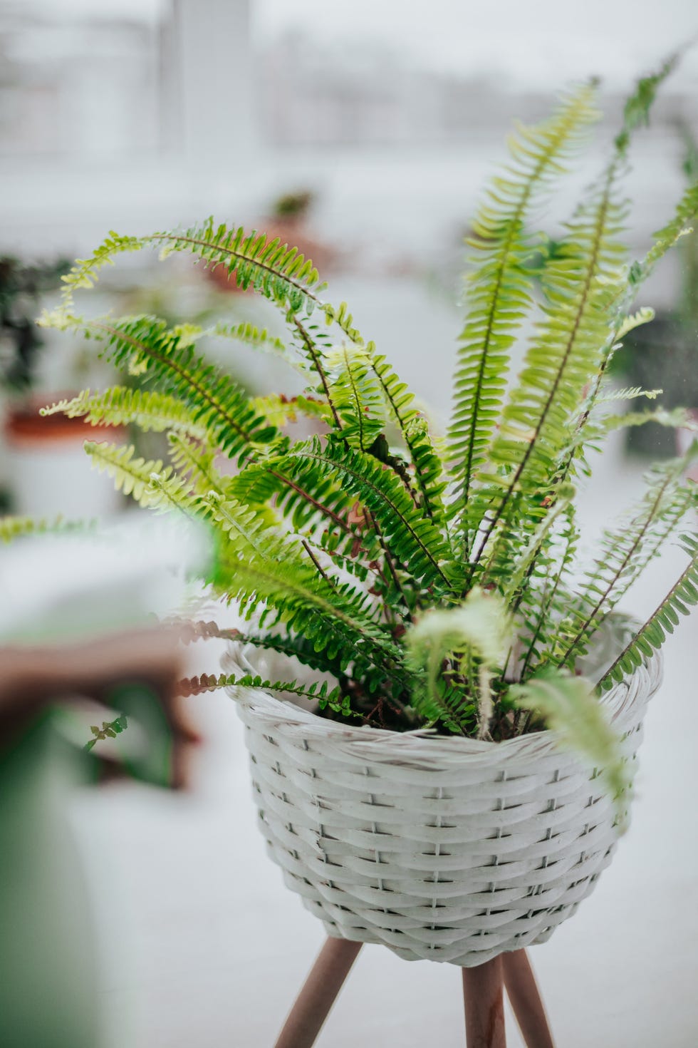a fern plant in a pot in a house
