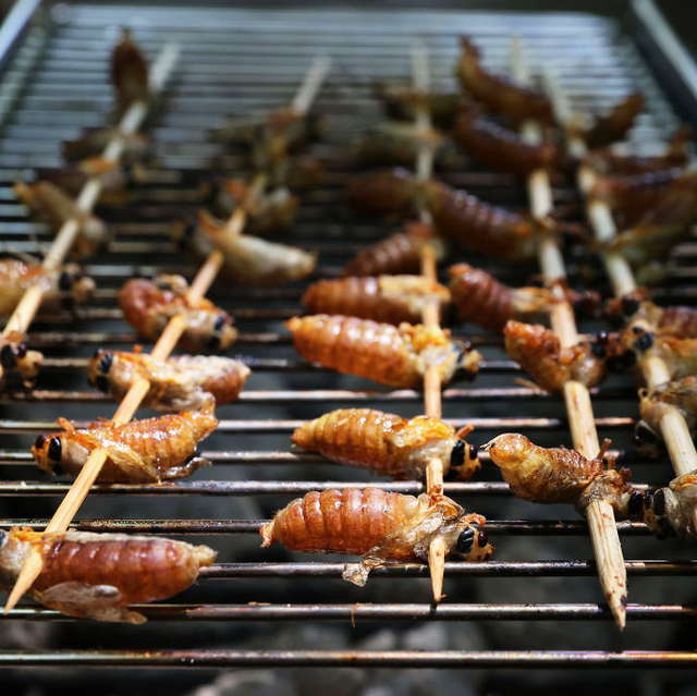 Can You Eat Cicadas Why And How People Cook Cicadas