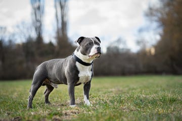 staffordshire bull terrier gris y blanco en el campo