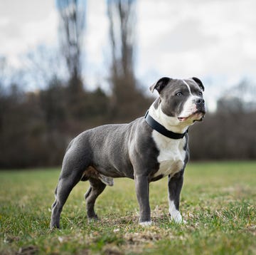Staffordshire Bull Terrier gris y blanco staffordshire bull terrier gris y blanco en el campo