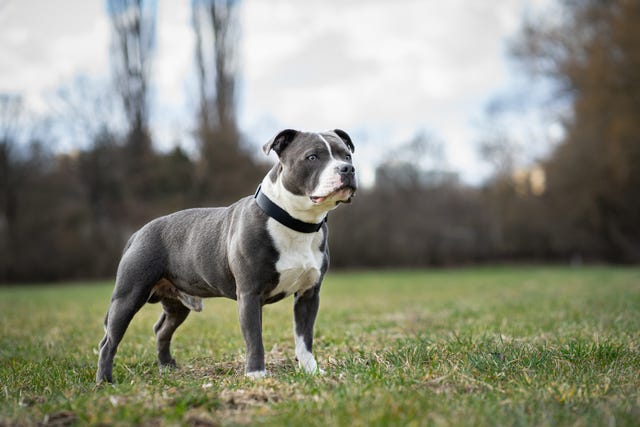 son los staffordshire bull terriers inteligentes