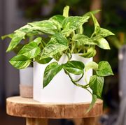 tropical epipremnum aureum marble queen pothos houseplant with white variegation in flower pot on wooden table