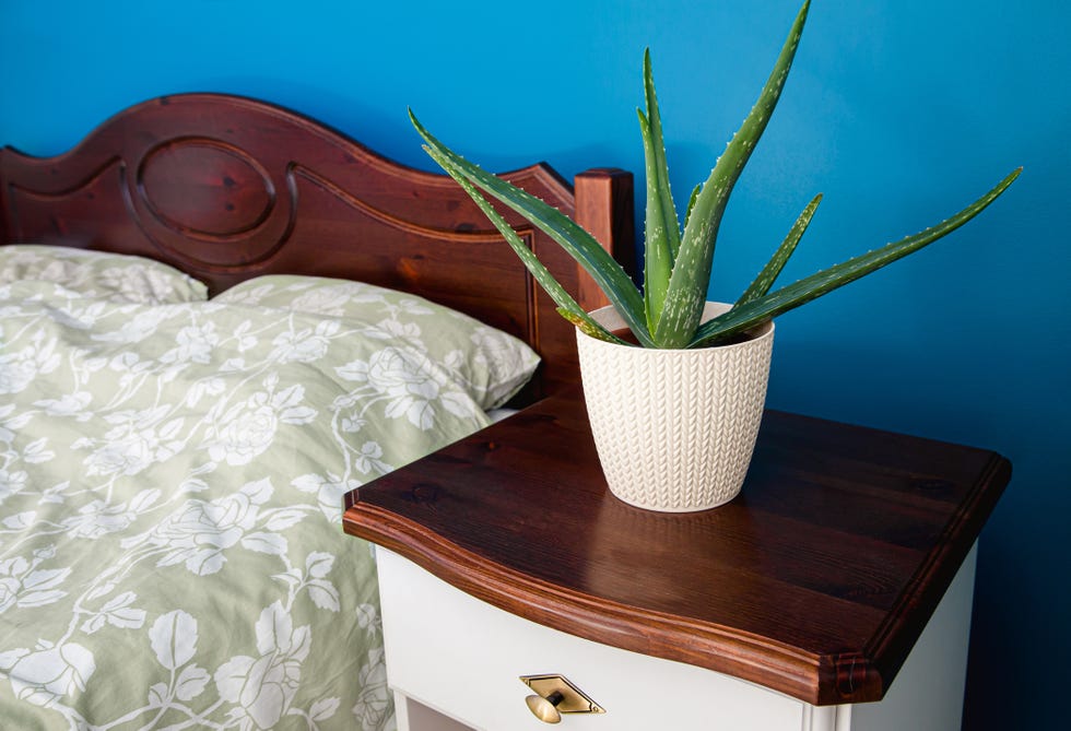 close up view of aloe vera houseplant growing in white braided pattern pot in blue color wall home bedroom, close up view improving air quality concept