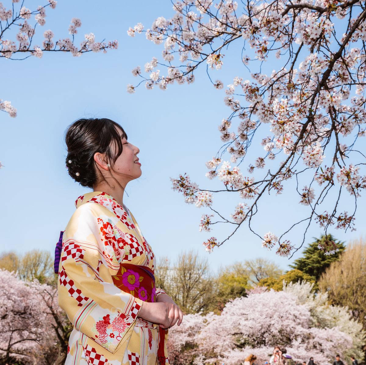 japanese girl with traditional kimono in a public park during cherry blossom season, tokyo, japan