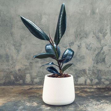 ficus elastic plant rubber tree in white ceramic flower pots ficus elastic plant rubber tree on gray background