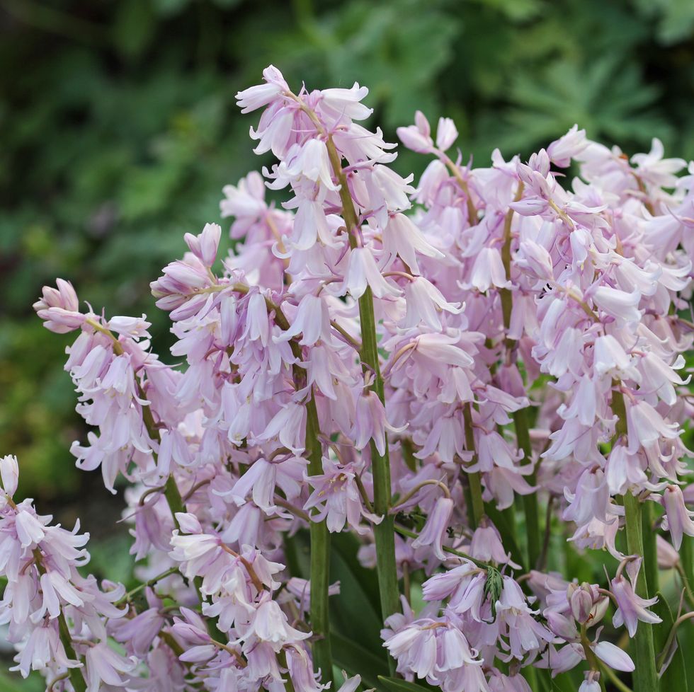 flower meanings pink bluebells