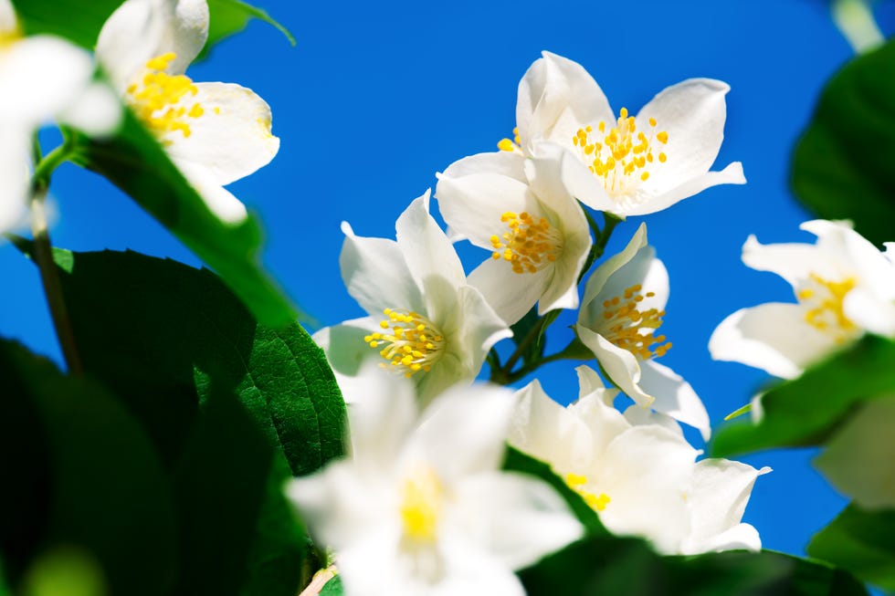 flores del jazmin
