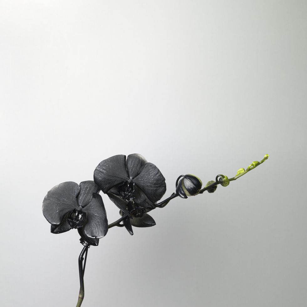 black spray painted orchid on white background