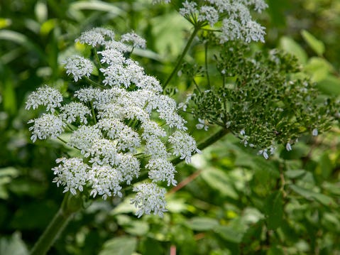 poisonous plants