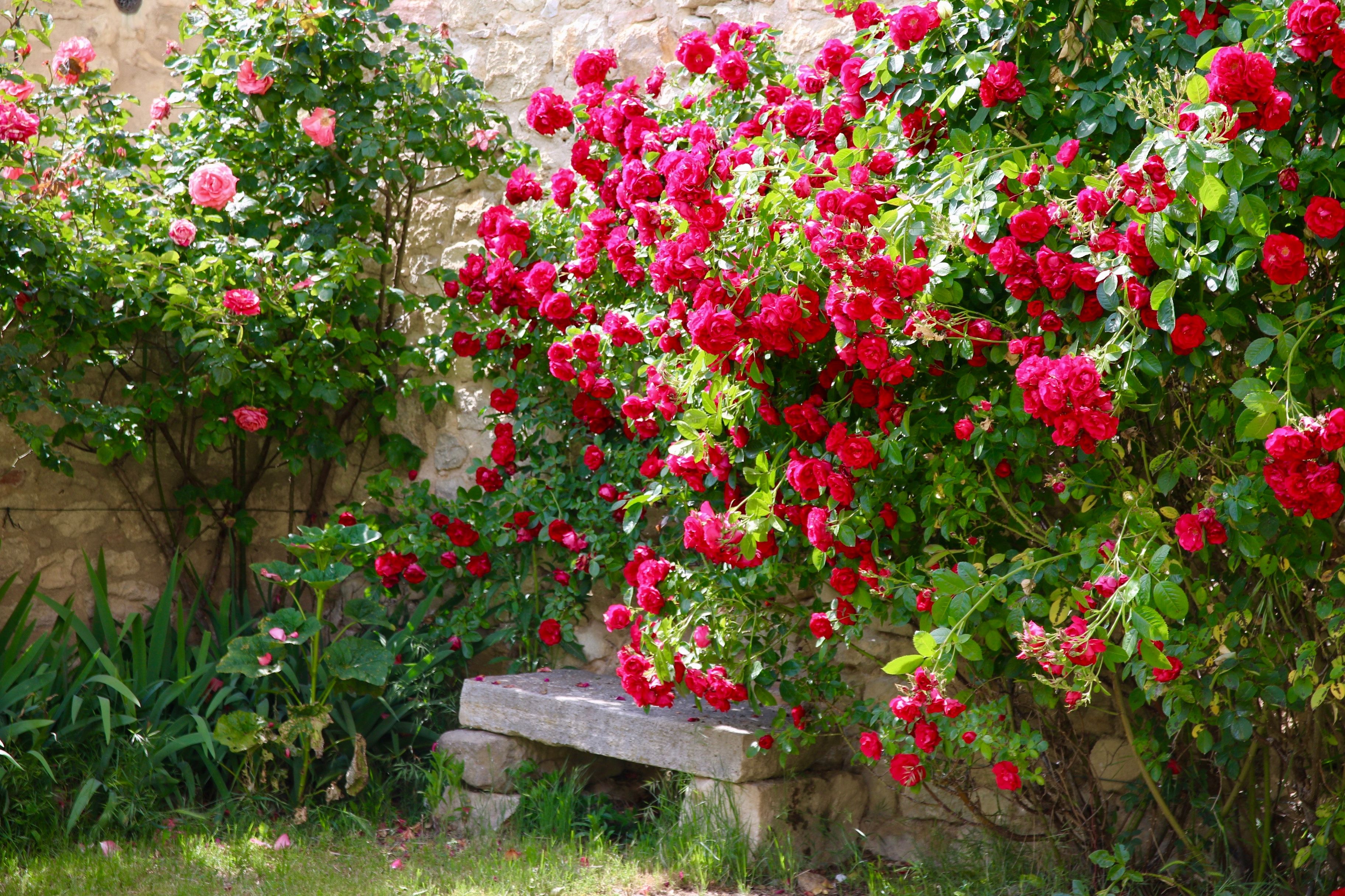 匂いたつ華やかさが魅力！庭を美しく彩る人気のバラ16種類