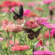 lovely shades of  colors  in this image of a field of zinnias with a swallowtail butterfly on  a flower