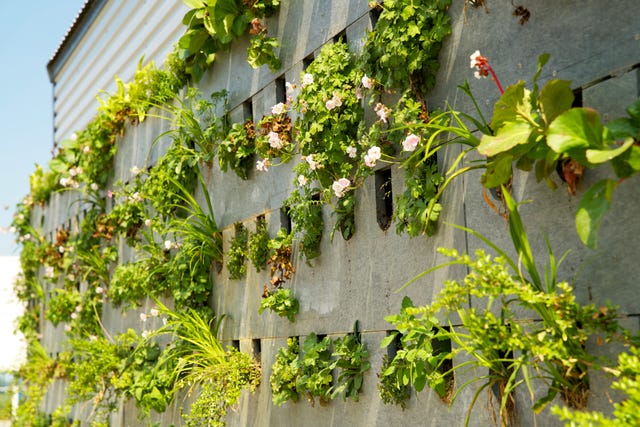 How to create a living plant wall in your garden