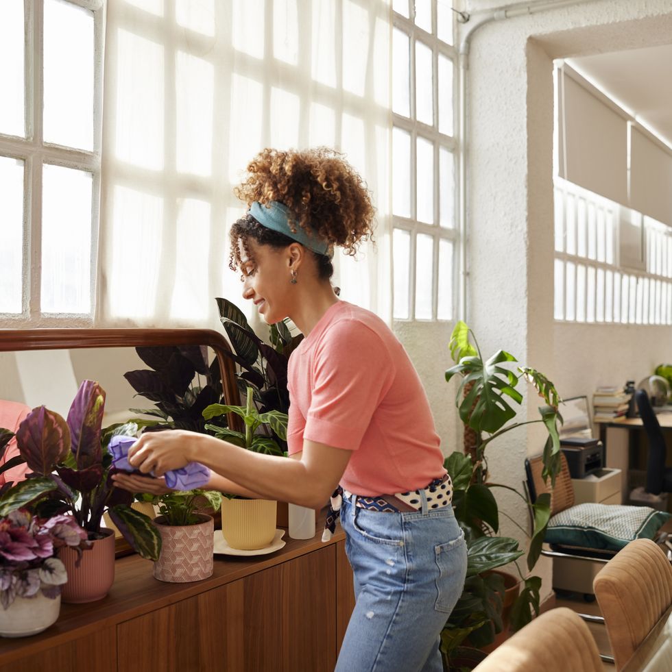 side view of young woman cleaning leaves of plotted plants at home woman with curly hair gardening at home she is wearing casuals