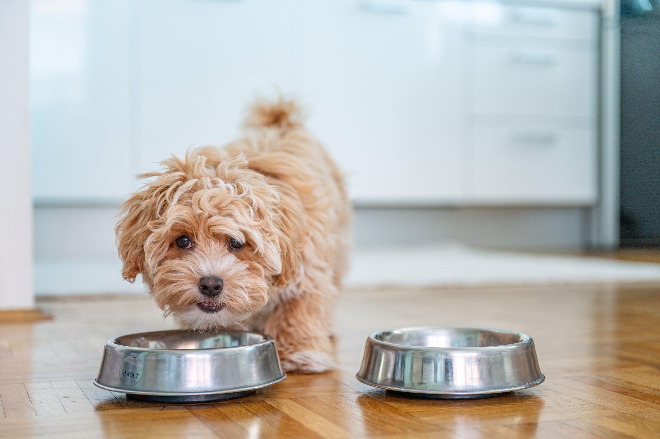 The 10 Best Dog Food Storage Containers According to Pet Parents