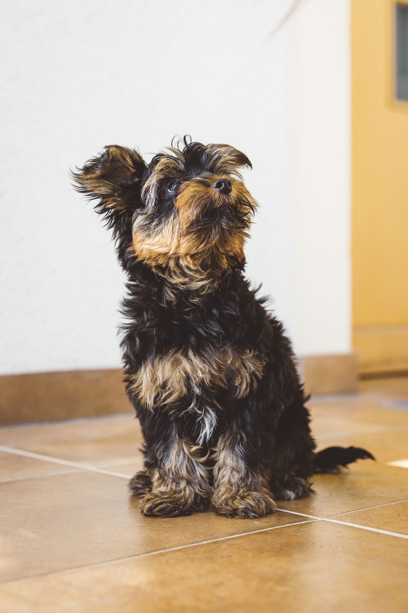 Best Small, Tiny Dog Breeds 2021 — Most Popular Small Dog Breeds