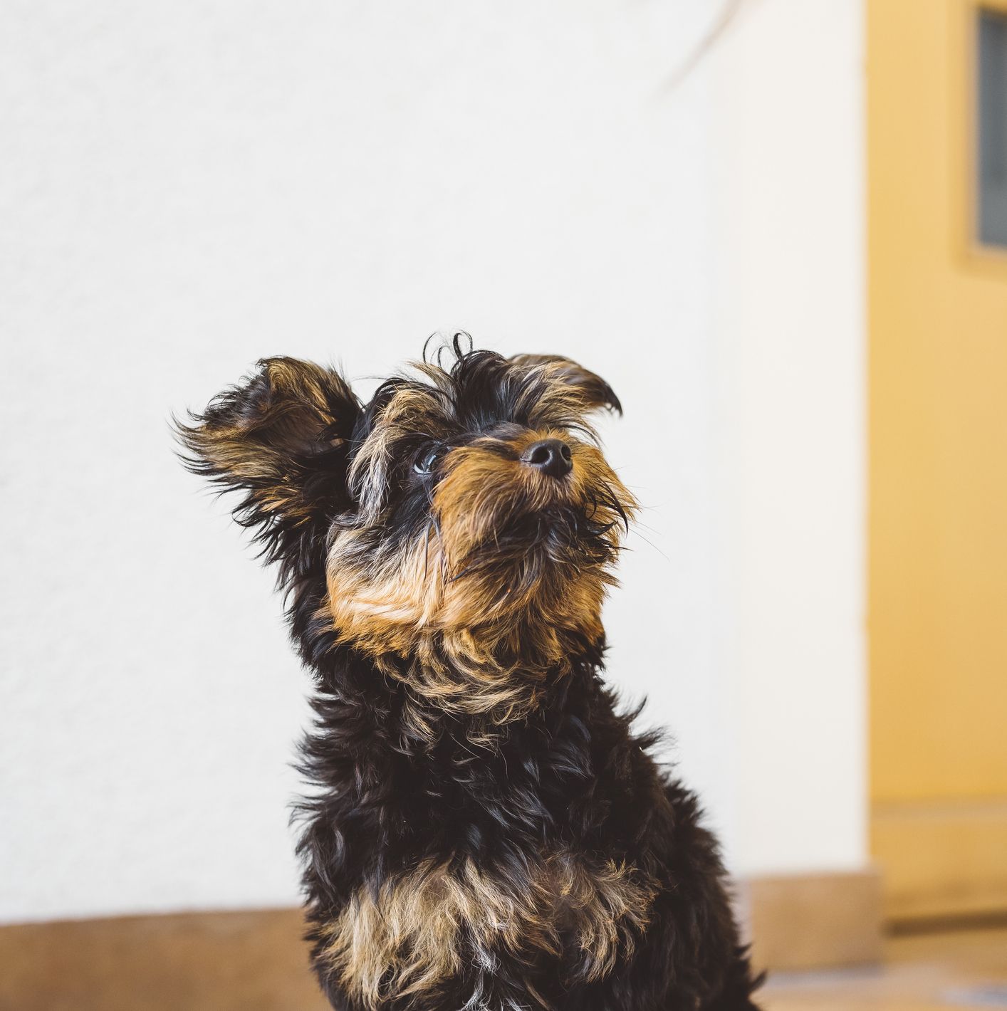 miniature terrier breeds