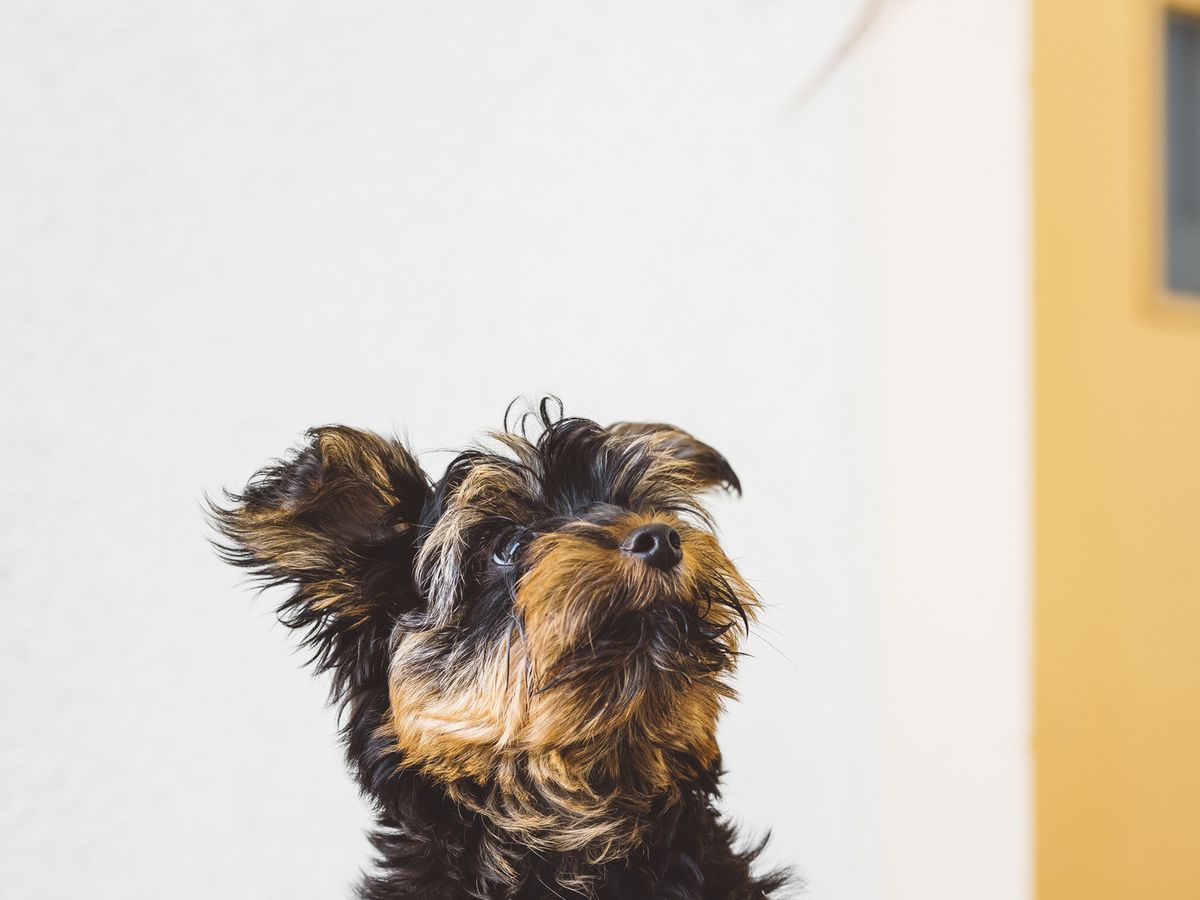 Best Small, Tiny Dog Breeds 2021 â€” Most Popular Small Dog Breeds