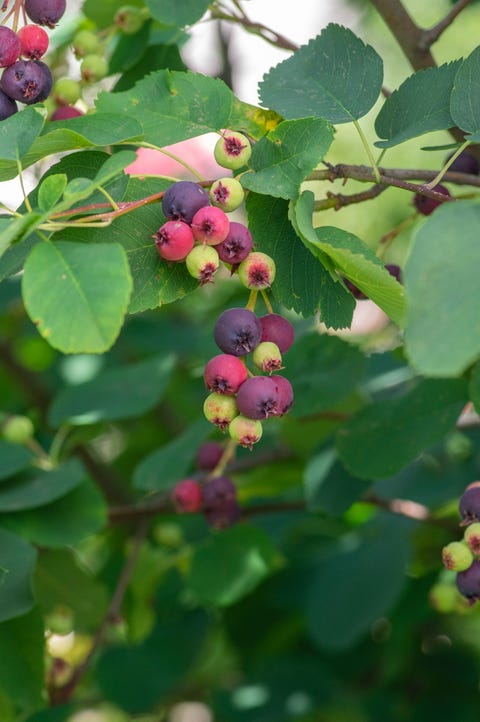 are saskatoon berries safe for dogs