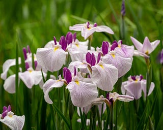 irises