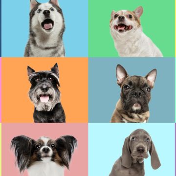 collage made of cute beautiful dogs different breeds on multicolored studio background concept of motion, action, pets love, animal life look happy, delighted copyspace for ad, flyer