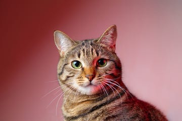 gata muy bonita