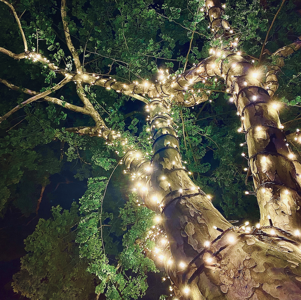 horizontal landscape looking up of to night time fairy string lights wrapped around tree in public street bangalow near byron bay nsw australia