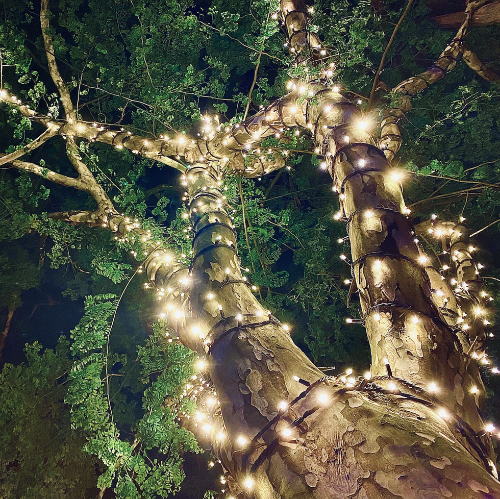 horizontal landscape looking up of to night time fairy string lights wrapped around tree in public street bangalow near byron bay nsw australia