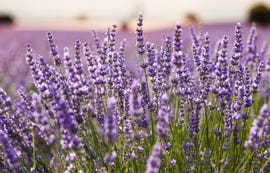 how to grow lavender