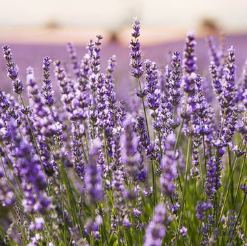 Lavender Fields In Brihuega (guadalajara) . how to grow lavender