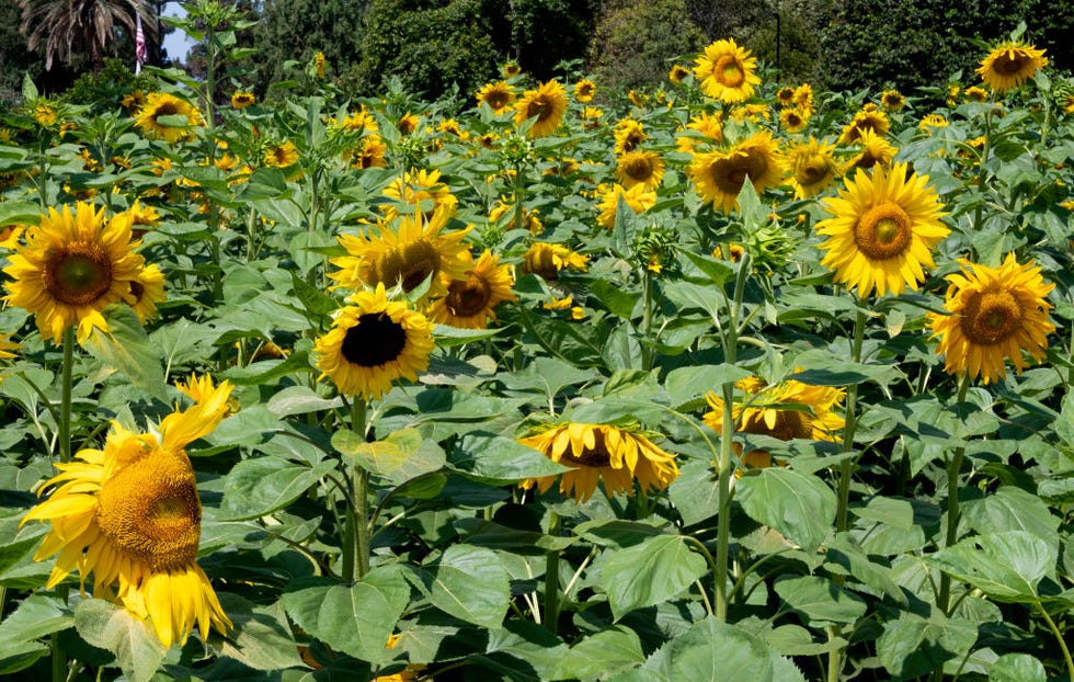 fullerton, ca   july 13 grey stripe sunflowers are blooming at the fullerton arboretum in fullerton, ca on tuesday, july 13, 2021 the sunflowers, the tallest measuring over 15 feet, will bloom for about three more weeks photo by paul bersebachmedianews grouporange county register via getty images