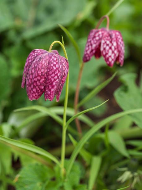 blooming purple bell flowers of snakes head fritillary