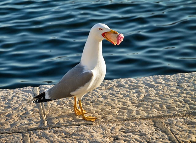 how to stop seagulls stealing your food