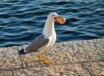 how to stop seagulls stealing your food