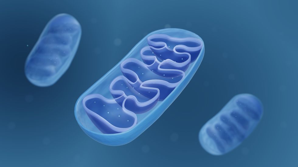 cross section of mitochondria showing their structure