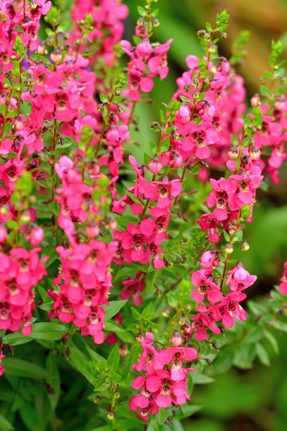 close up of some flowers