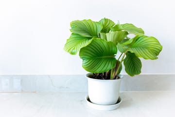 calathea orbifolia
