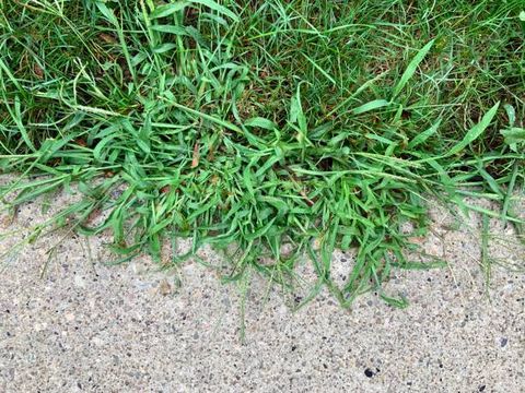 crabgrass on sidewalk